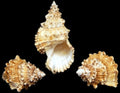 Pacific Lampas Shells measuring 3 to 5"  Sold Each      41026