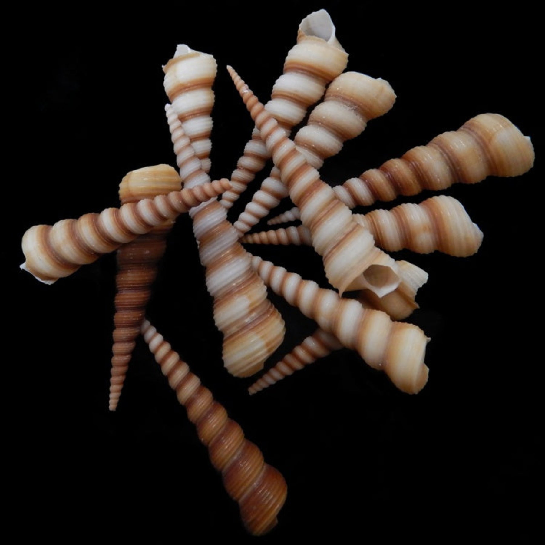 Light Color Turitella Shells- 2" Sold Each    70326
