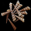 Light Color Turitella Shells- 3" Sold Each    70826