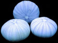 Lite Lavender Sea Urchins measuring approximately  3"  SOLD OUT    61126