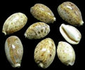 Cowry (Lynx) 1/2 to 2" Shell Sold Each  ####