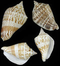 Marginatus Shells measuring approximately 2" Sold by the 1/4 LBS       41326
