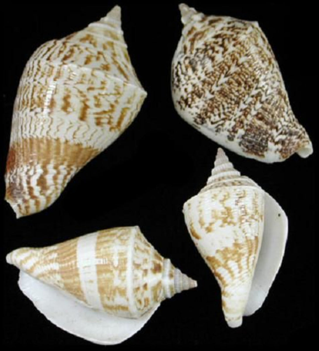 Marginatus Shells measuring approximately 2" Sold by the 1/4 LBS       41326