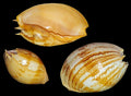 Melon Umbilicatus Shells measuring 11 to 12"  Sold Each                 41426