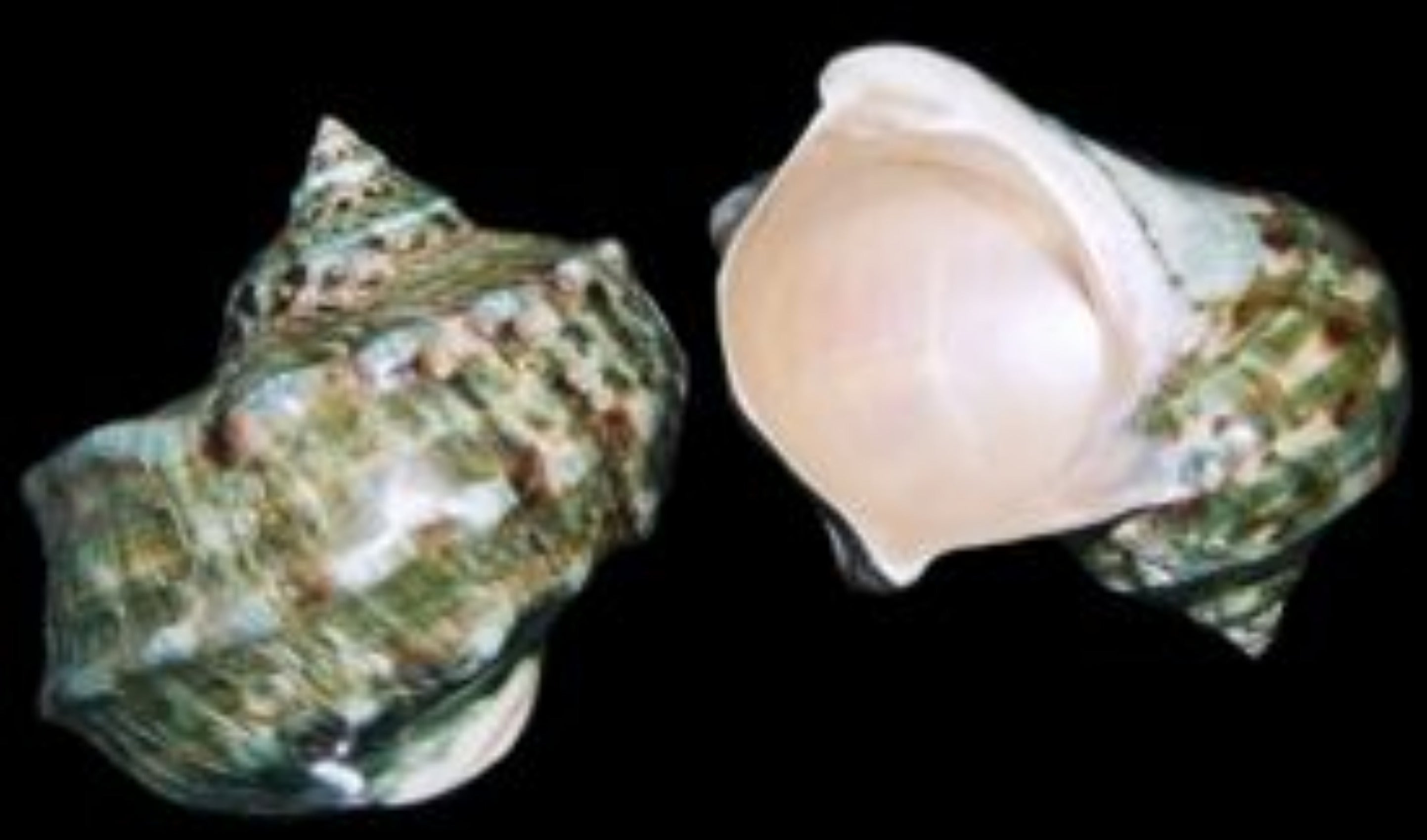 Memoratus (green) 5"  Shell Sold Each    ####