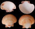 Mexican Deep Scallop Shell Singles measuring at least  3" Sold Each   61026