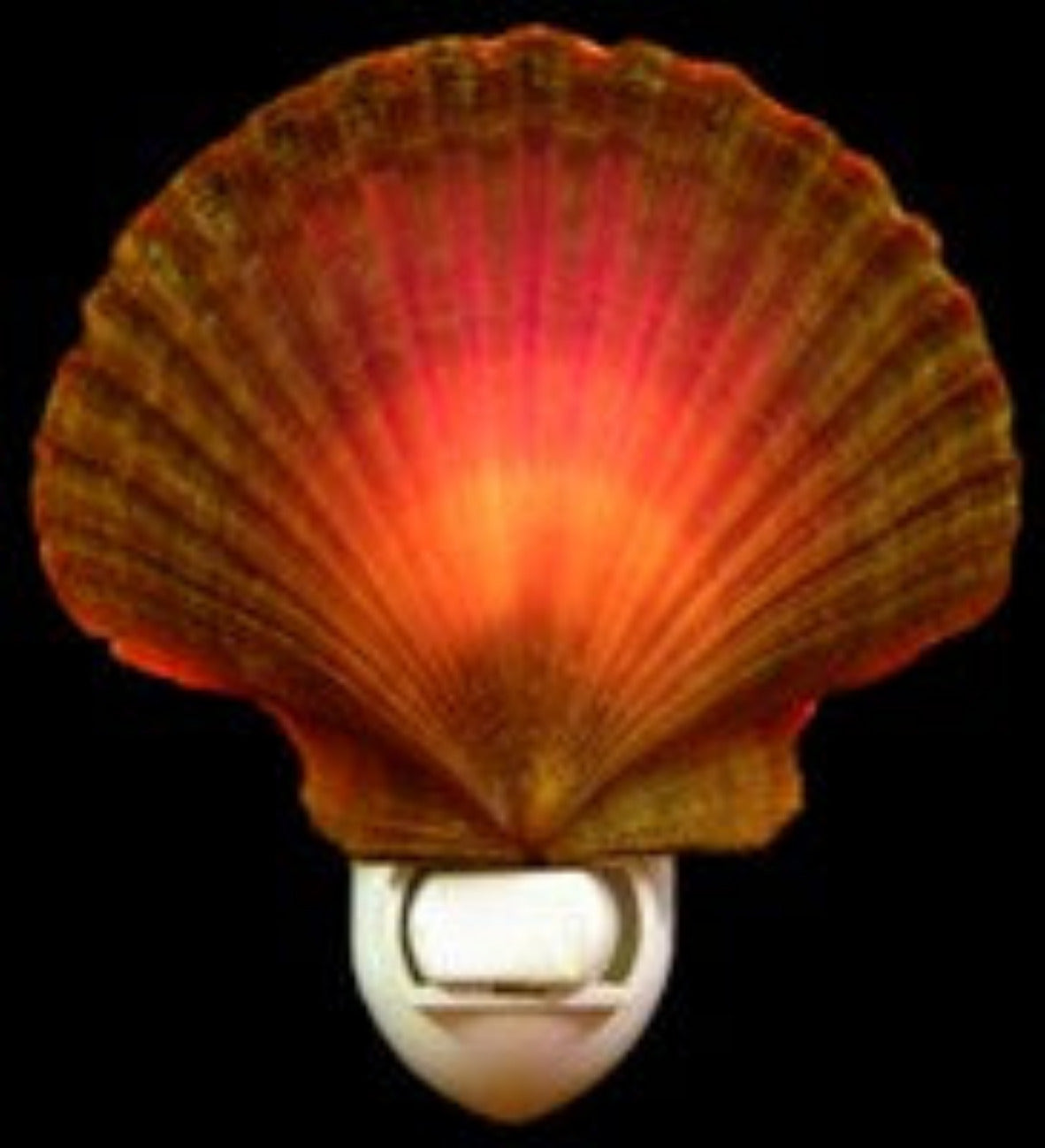 Nite Lite 3" Mexican Flat Shell Sold Each ###