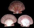 Mexican Flat Scallop Shell Singles measuring 2 3/4 to 3 1/4" Sold Each  61026