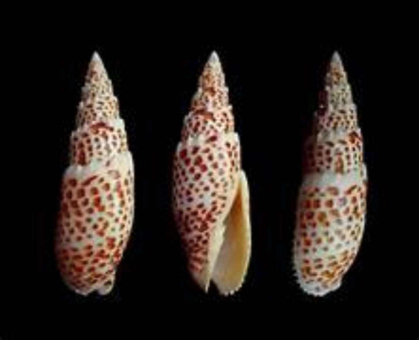 Mitra Papalis 3 to 5" Shell Sold Each  ####