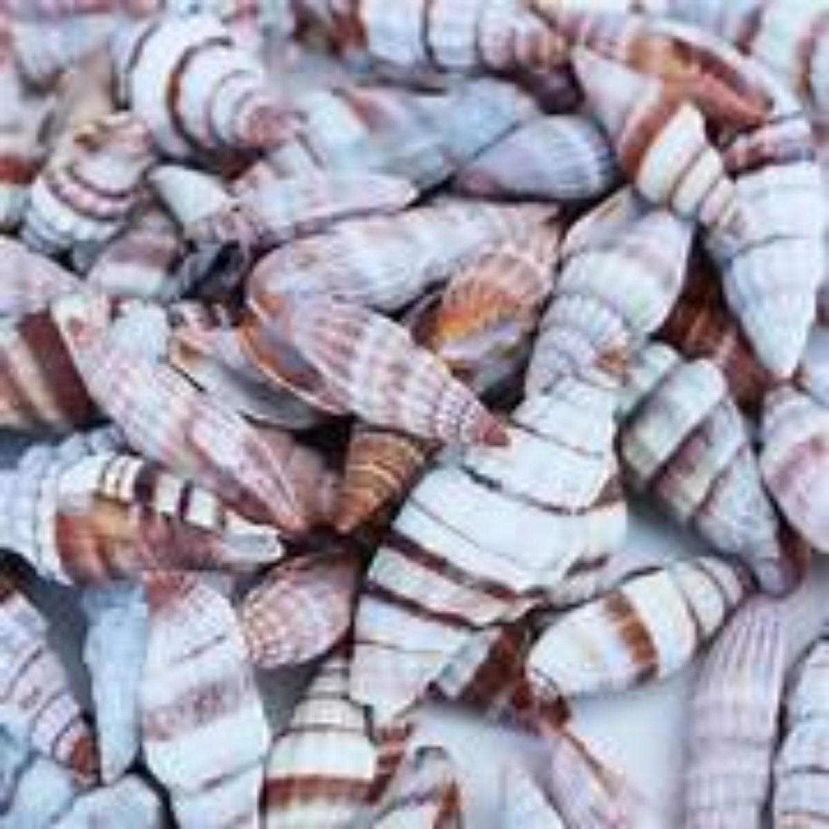 Mitra 3/4 to 1 1/4" Shells Sold By The 1/4 LBS  ####