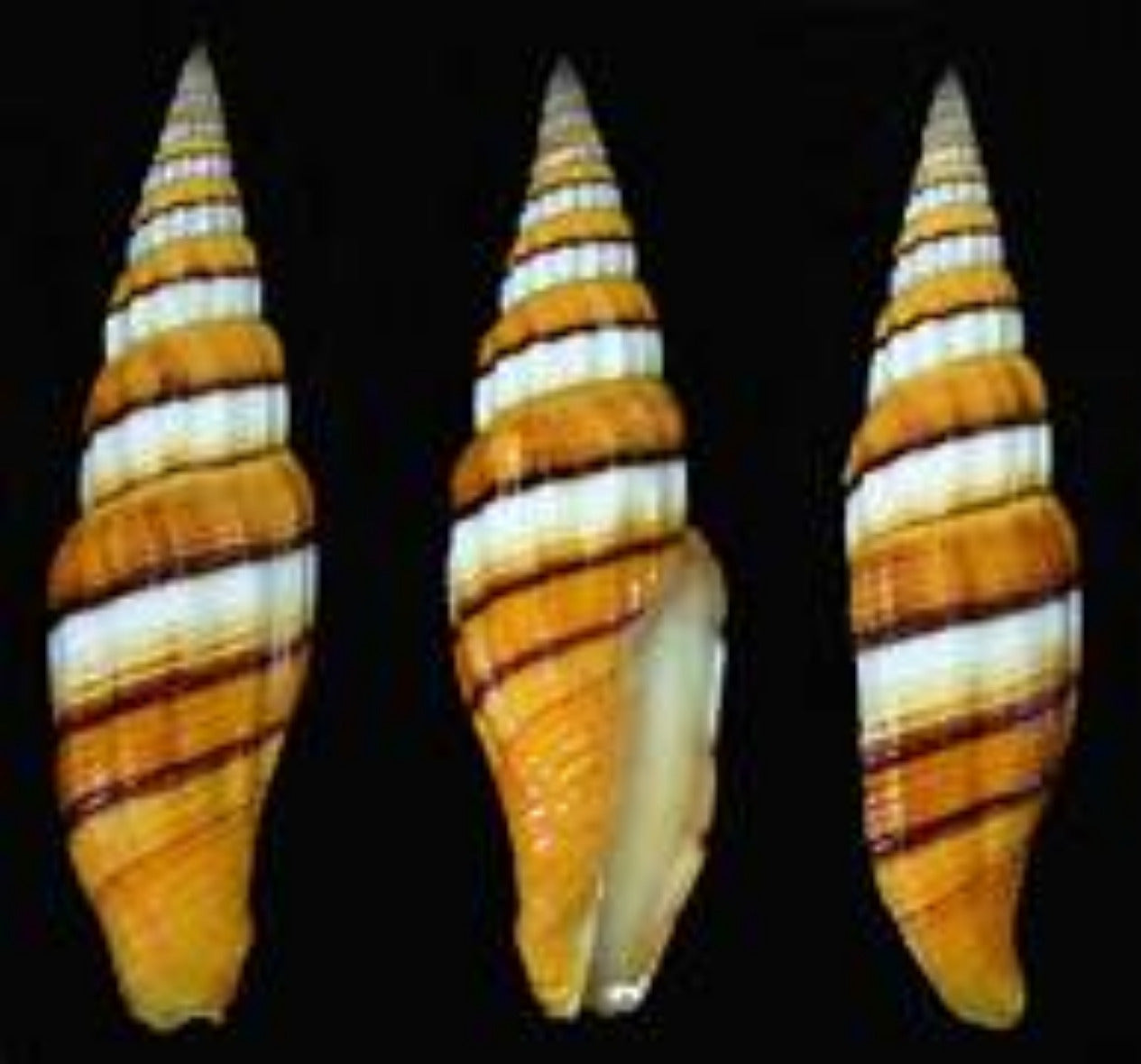 Mitra Taeniatum Shell 1 to 2", Sold Each  ####