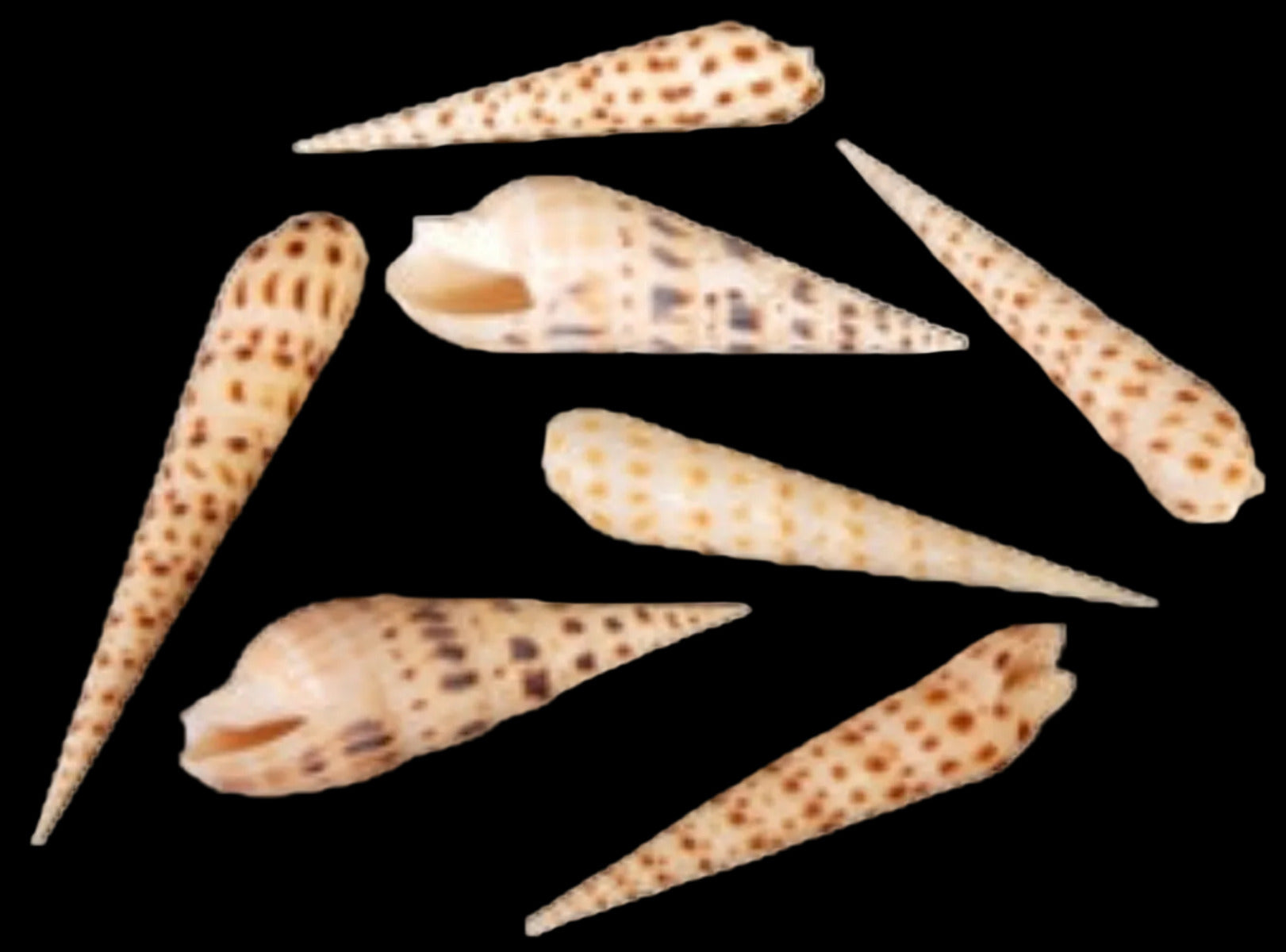 TEREBRA SHELLS KNOWLEDGE BASE ####