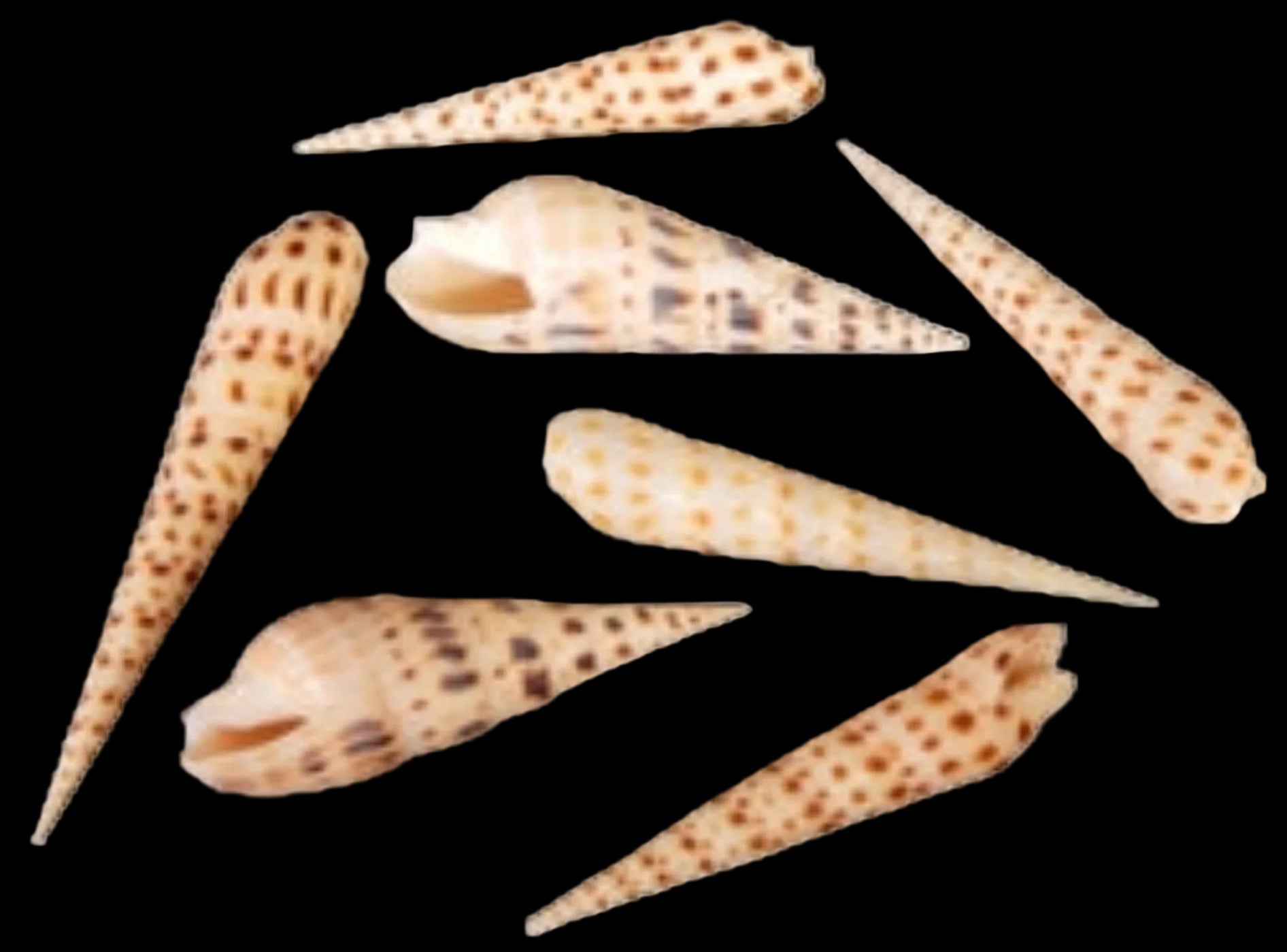 Terebra Mixed 2 3/4 to 4"  Shells  Sold Each ####