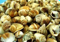 Mixed Nutmeg shells - 1/4" or less sold by the 1/4 pound    70526