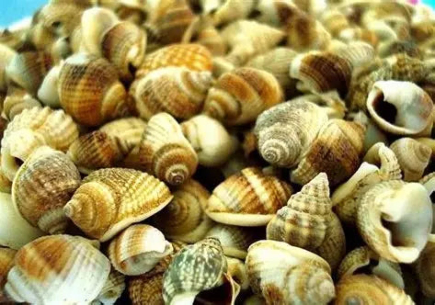 Mixed Nutmeg shells - 1/4" or less sold by the 1/4 pound    70526