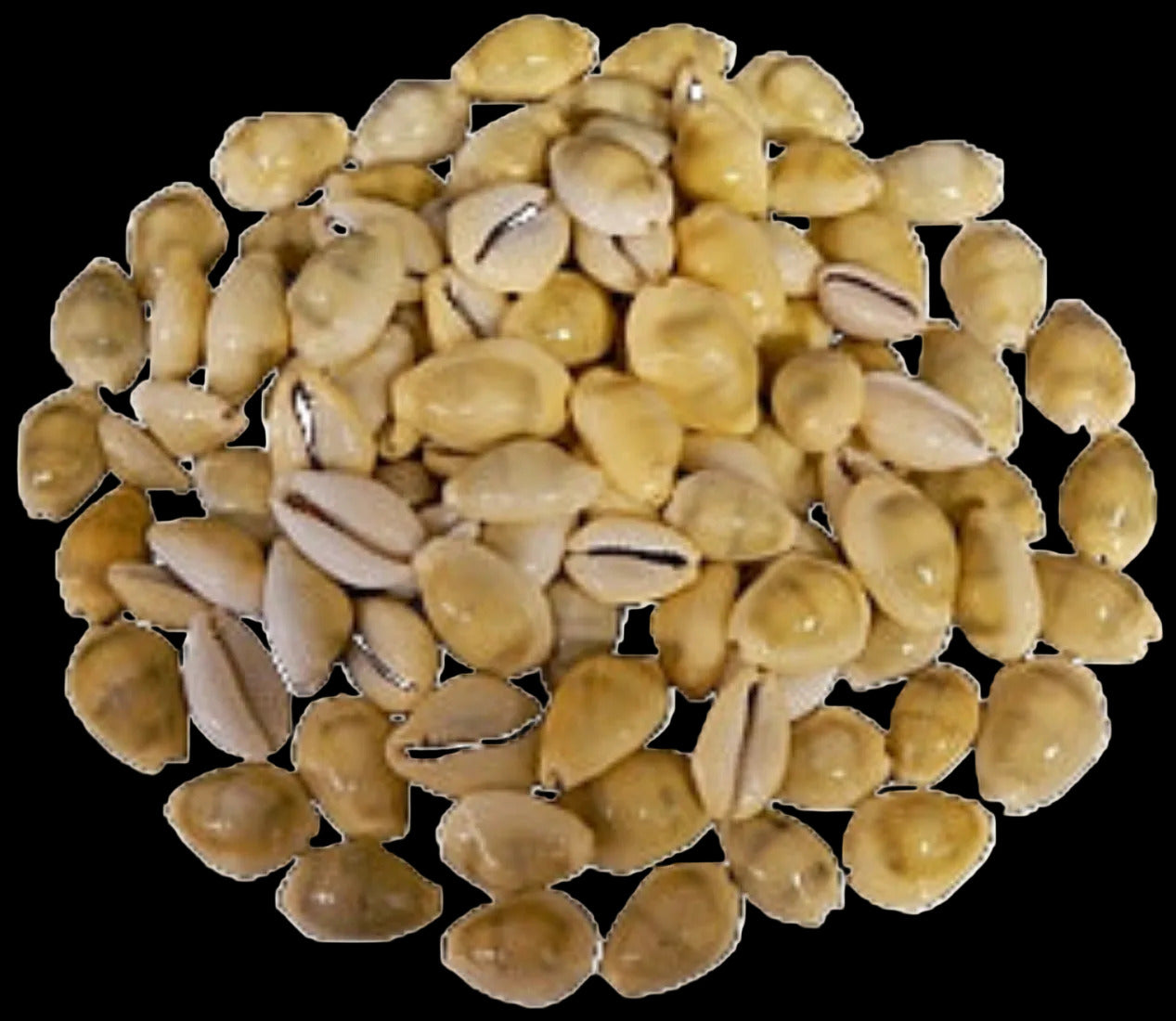 Cowry (Money) 1" Shell  Sold Each  ####