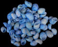 Dyed Blue Moon Shells measuring 1/2 to 1"  Sold by the 1/4 LBS     40526
