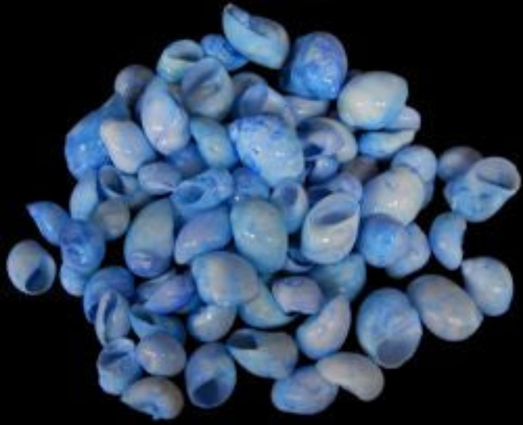 Dyed Blue Moon Shells measuring 1/2 to 1"  Sold by the 1/4 LBS     40526