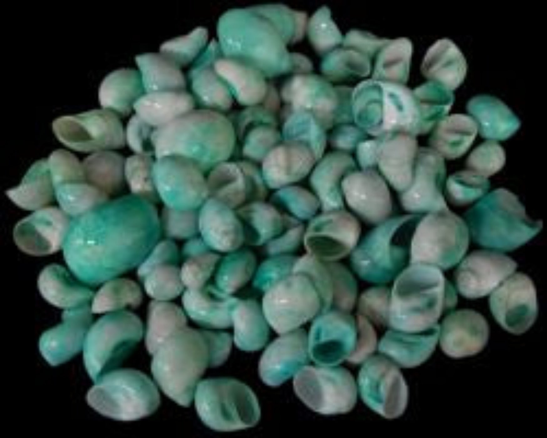 Dyed Green Moon Shells measuring 1/2 to 1"  Sold by the 1/4 LBS     40526
