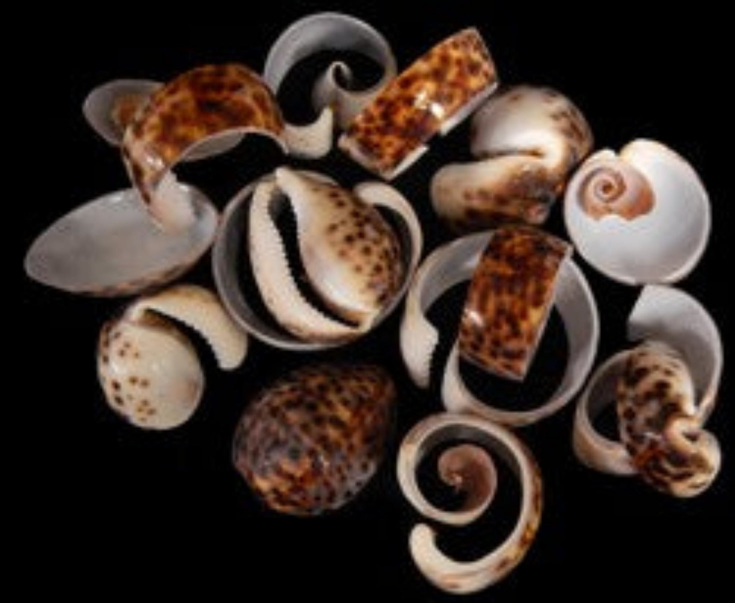 Cowrie Multi-Cut 1 1/2 to 3" Shells Sold By 1/4 LBS  ####