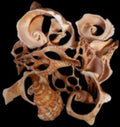 Multi Cut Fox Shells measuring 2 to 3 1/2" Sold by the 1/4 LBS  31326