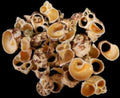 Multi Cut Gold Mouth Turbo Shells measuring 3/4 to 1 3/4"  Sold by the 1/4 LBS    32726