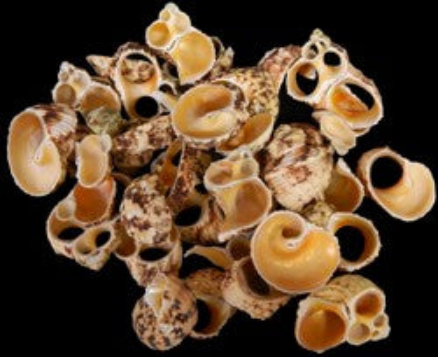 Multi Cut Gold Mouth Turbo Shells measuring 3/4 to 1 3/4"  Sold by the 1/4 LBS    32726