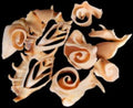 Multi-Cut Lambis Shells measuring 2 1/2 to 3 1/2" Sold By The 1/4 LBS 31326
