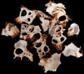 Multi Cut Murex Shells measuring 1 3/4 to 2 1/2" Sold by the 1/4 LBS  31526