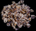 Cowry Ringtop Multi Cut Shells Under 1/2" Shell OUT OF STOCK ####