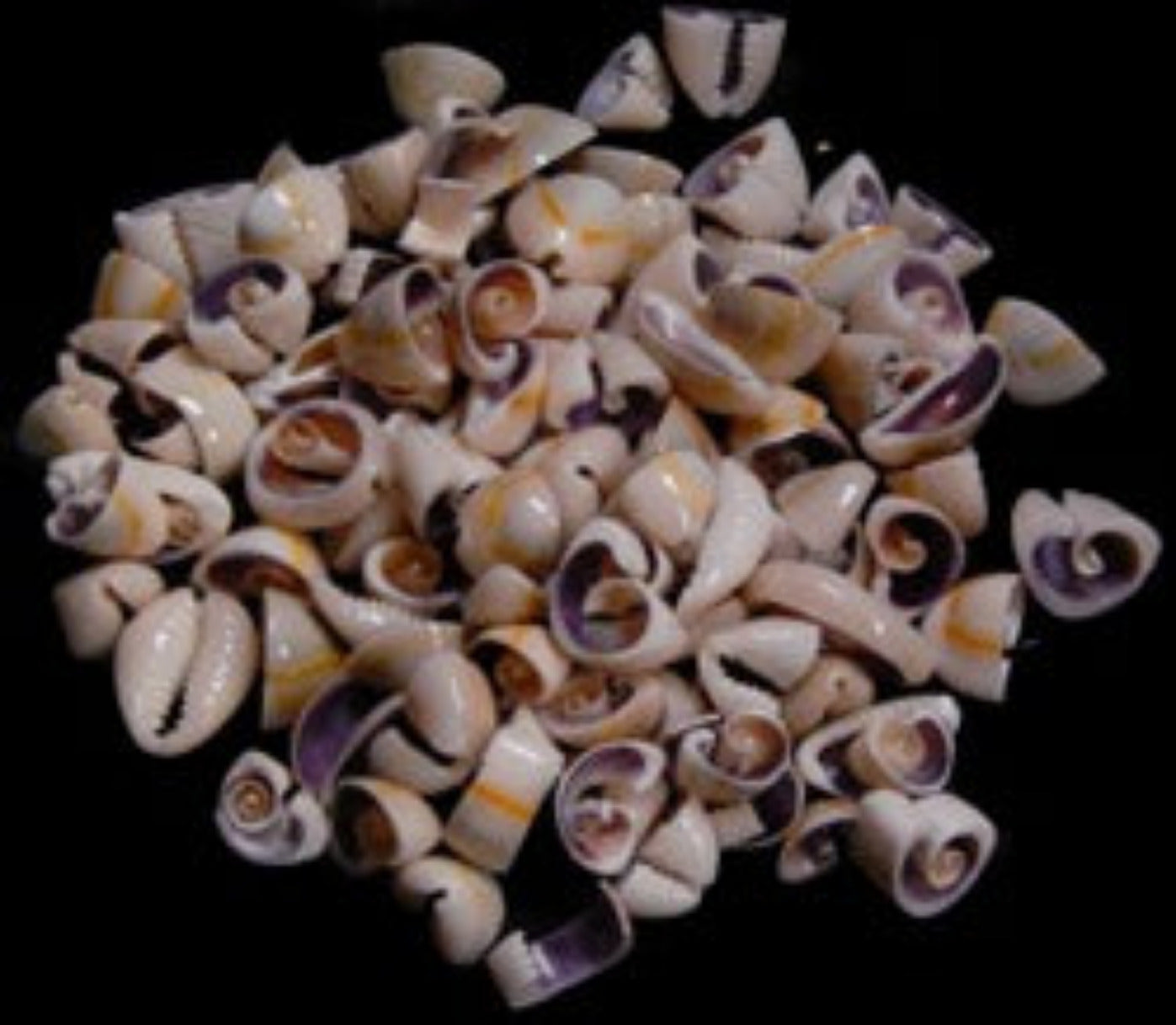Cowry Ringtop Multi Cut Shells Under 1/2" Shell OUT OF STOCK ####