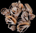 Multi Cut Silver Lip Turbo Shells measuring 1 to 2" Sold by the 1/4 LBS     32826