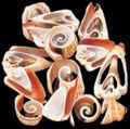 Strawberry Strombus Shell Multi Cuts 1 1/2" or less Sold by 1/4 LBS 31726