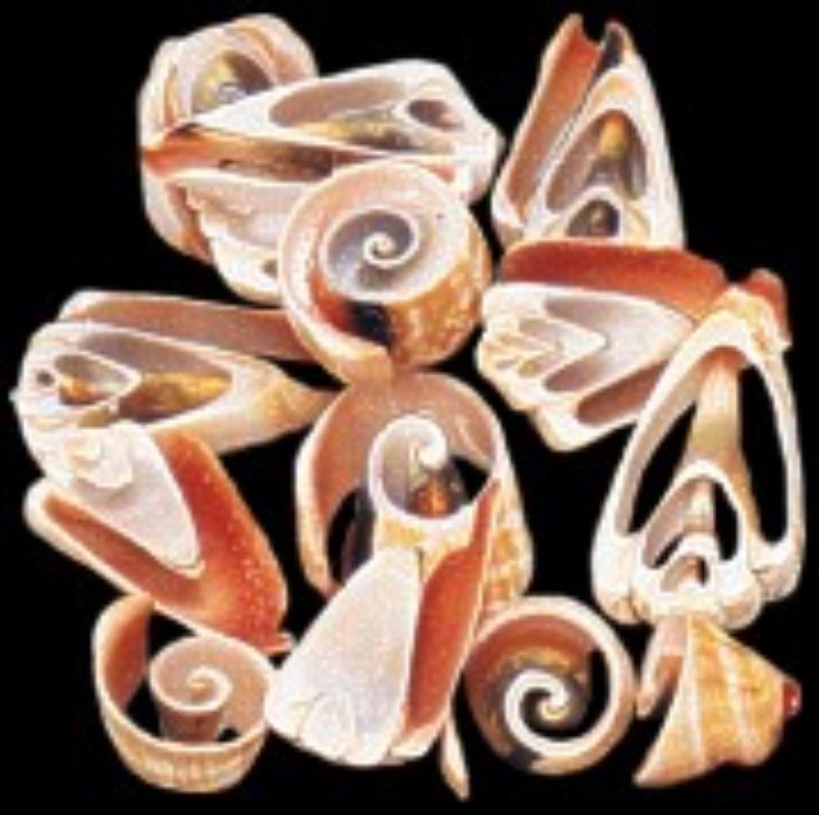 Strawberry Strombus Shell Multi Cuts 1 1/2" or less Sold by 1/4 LBS 31726