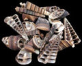 Multi Cut Telescope Shells measuring 1 to 3" Sold by the 1/4 LBS  31726