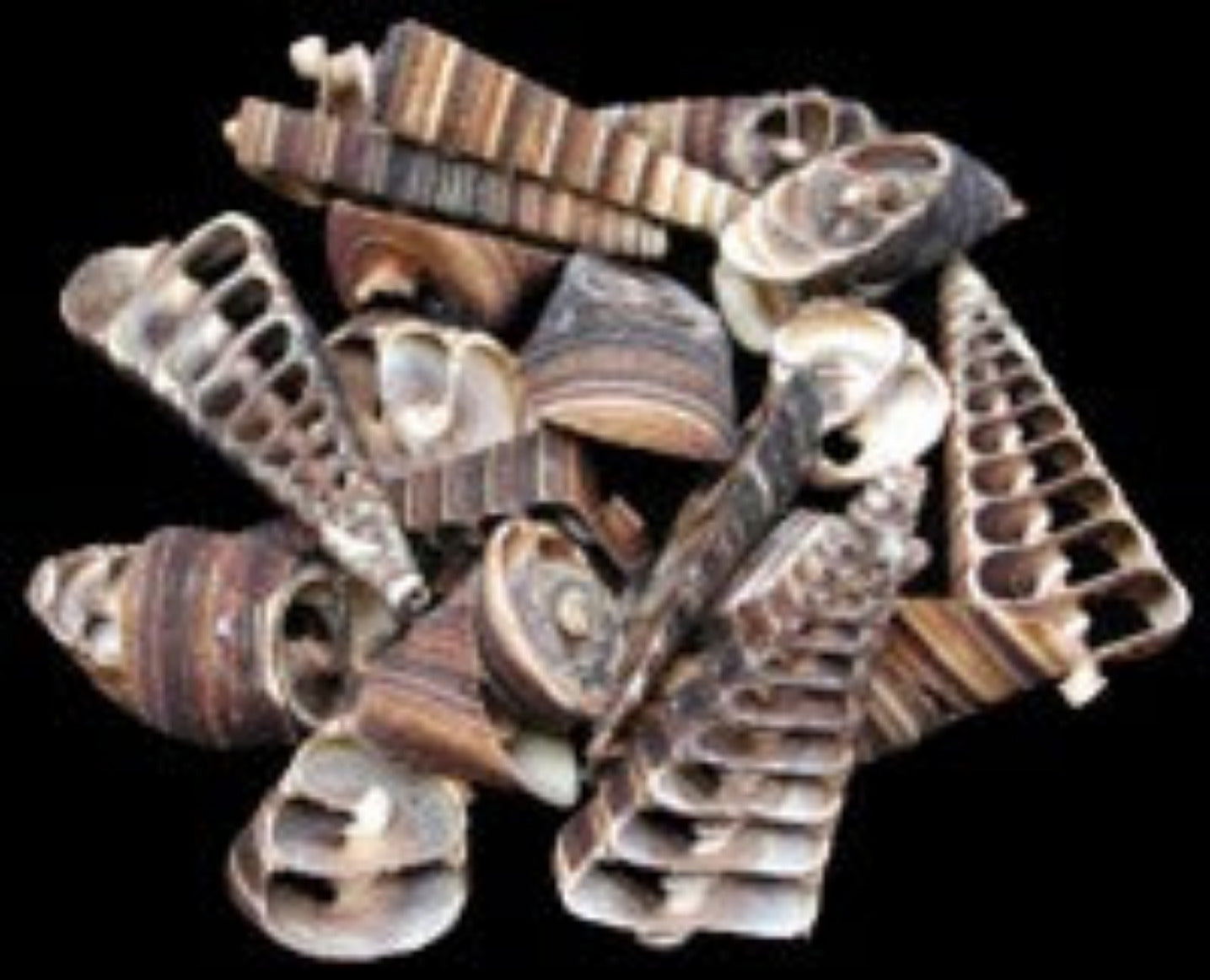 Multi Cut Telescope Shells measuring 1 to 3" Sold by the 1/4 LBS  31726