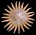 Multi Leg Starfish measuring 5 to 6" Sold Each      61626