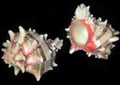 Murex Brassica 2 to 3 1/2"  Shell Sold Each ###
