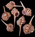 Haustellum Murex Shells measuring 3 to 4"  Sold Assorted Each    60526