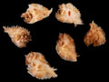 Murex Miyokoae Shells measuring approximately 1 1/2" SOLD OUT   42226