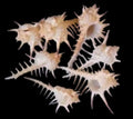 Murex Negros Shells measuring At Least 3" Sold Each     60526