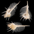 Venus Comb Shells measuring 2 to 4"  SOLD OUT   50726