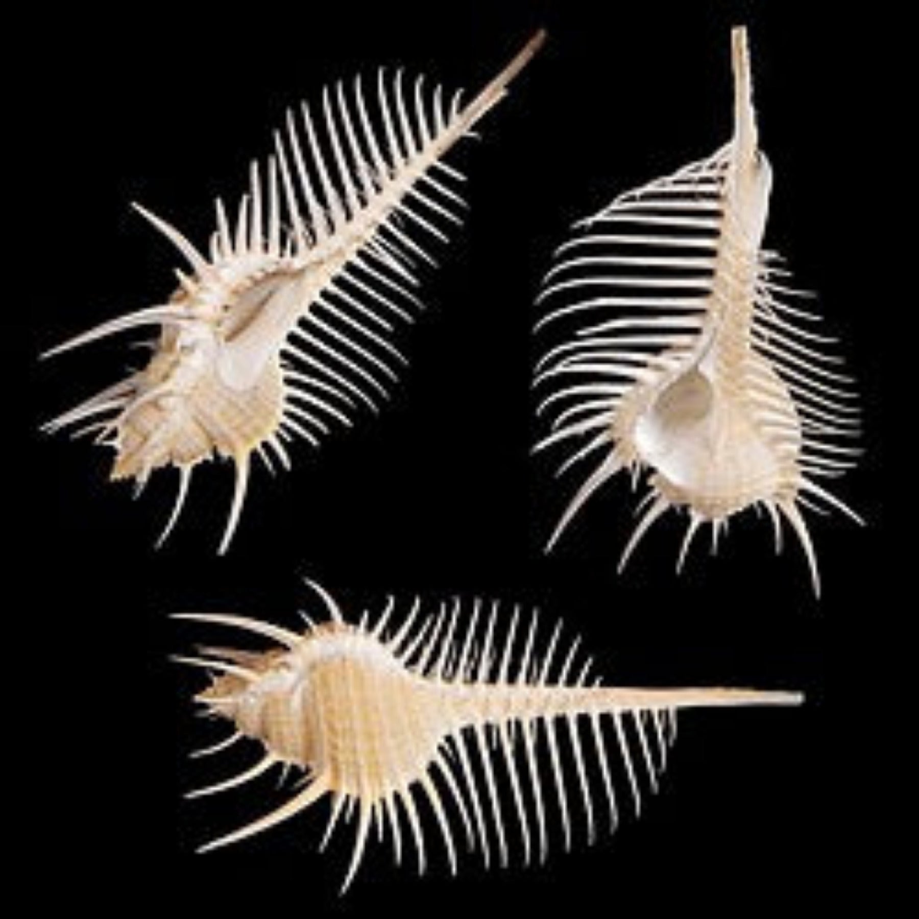 Venus Comb 2 to 4"  Shell Sold Each   ####