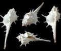 Murex Turnispina Shells measuring 3 to 4" Sold Each    60426