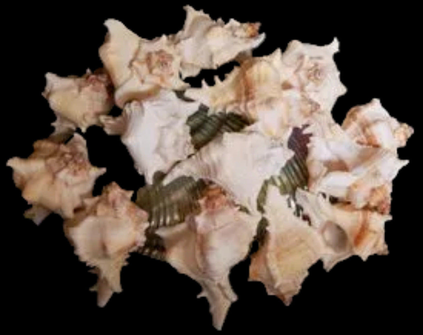 Virgineus Murex Shells measuring 2 to 3 1/2" SOLD OUT    60526