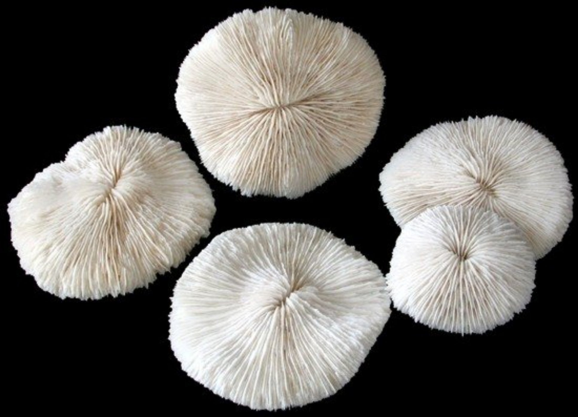 Coral Mushroom 5 to 6" Cluster Sold Each ####