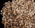 Nassa Persica Shells - 1/2" or less sold by the 1/4 pound    70726