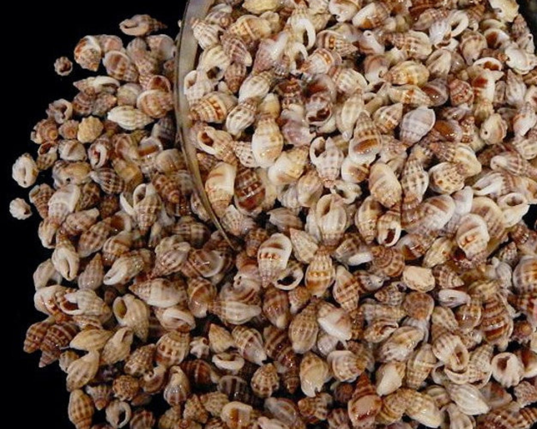Nassa Persica Shells - 1/2" or less sold by the 1/4 pound    70726