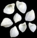Ark Natural Shells 1/4 LBS Size 1/2 to 1" ####