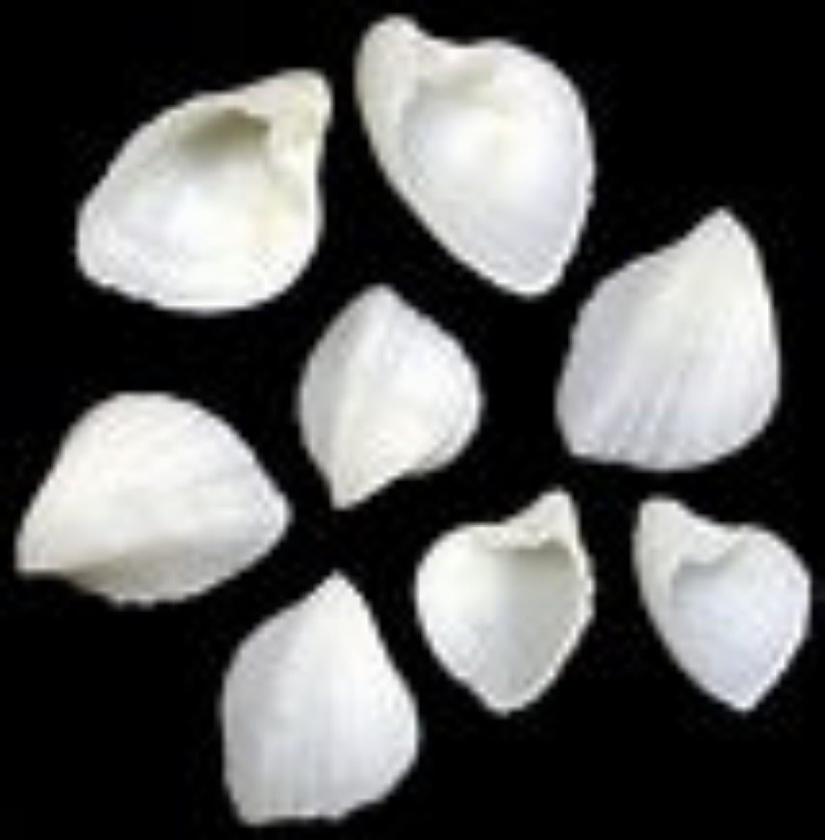 Ark Natural Shells 1/4 LBS Size 1/2 to 1" ####